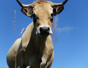 智慧畜牧，万物互联
