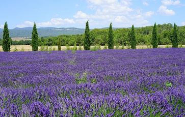 智慧林业森林防火解决方案