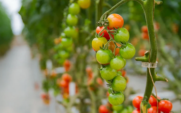 智慧农业智能系统具体能应用到哪些农作业环节？