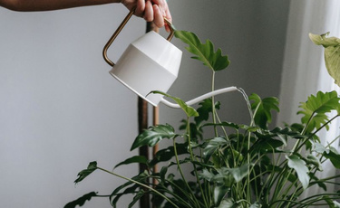 城市有机更新中智慧园林的应用