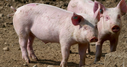 智慧养猪六种解决方案，解决了养猪场六项养猪难题