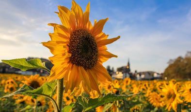 智慧环保噪音监测系统的职能特征