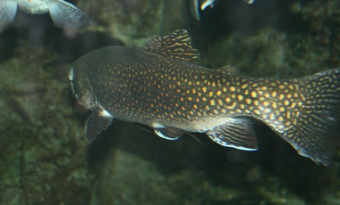 物联网水质测控系统——让智慧水产养殖更轻松