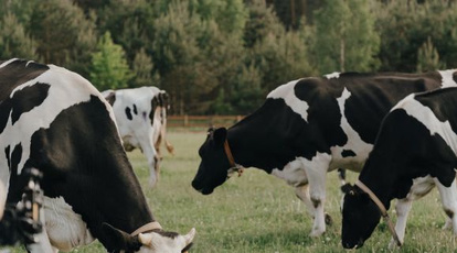 智慧养牛场解决方案的应用实现