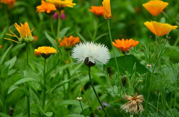 什么是智慧园林系统？