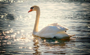构建智慧水务的实质