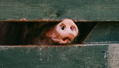 智慧养猪的新时代。