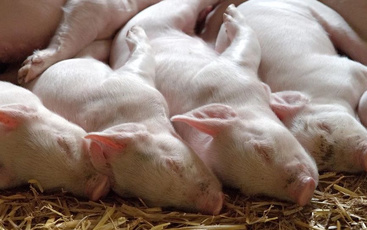 云养猪，智慧畜牧业让你吃的每一口都放心