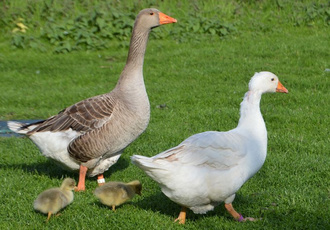 基于物联网技术的家禽智慧养殖解决方案