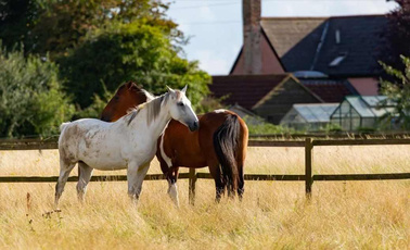畜牧业AI养殖应用于智慧牧场解决方案之中