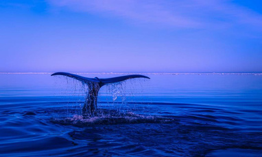 智慧水利系统方案实例