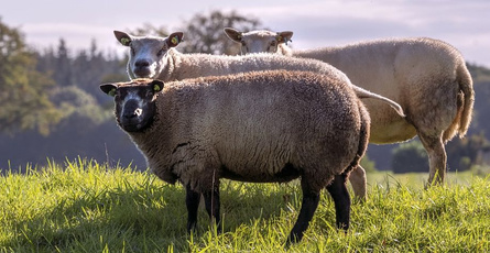 物联网+智慧养殖，让养殖经验有数可循