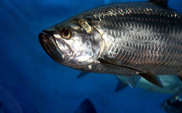 物联网中智慧养殖管理的应用