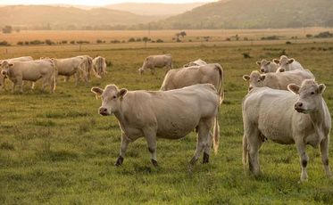 智慧牧场建设的方法